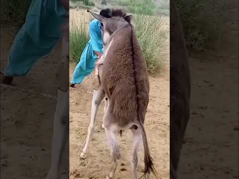 Donkey tharparkar desert thar donkey #animals #animalshorts #donkey #desert #thardesert