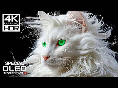 Special OLED TEST | Dolby Vision Demo | 4K HDR 120 FPS