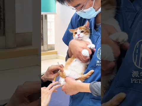 Cute cat injection #shortvideo #viral #new #cute #cat #shorts