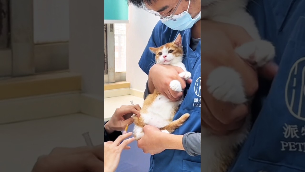 Adorable Cat Gets a Gentle Injection 🐱 | Must-See Viral Short