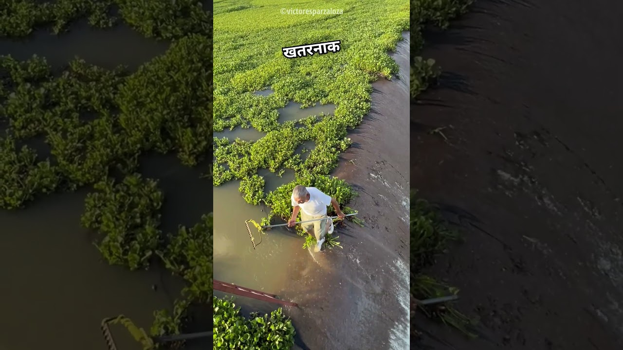 Man Ensures Safety by Clearing Bushes 🚧