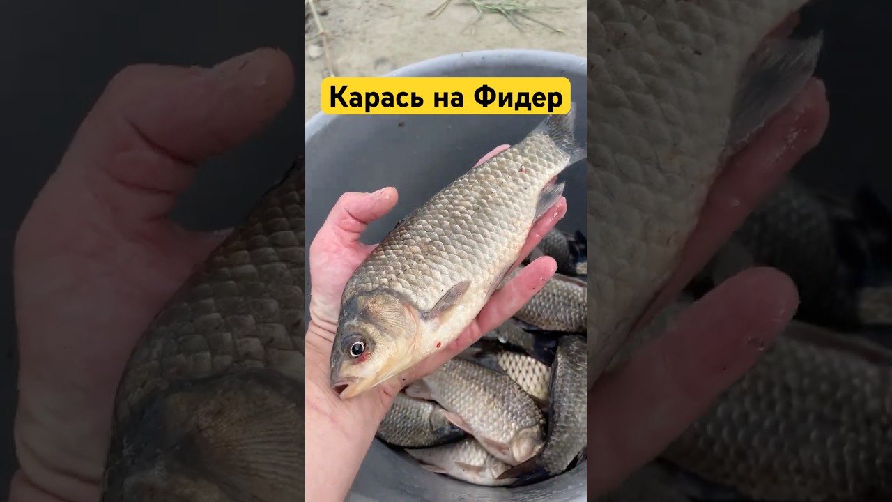 Карась на фидер 🎣 — ловля и советы