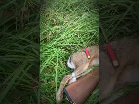 Chasse du lièvre au mont Saint-Michel !! Soyez à l’affût 🧐 (la vidéo va pas tarder !! ) #chasse