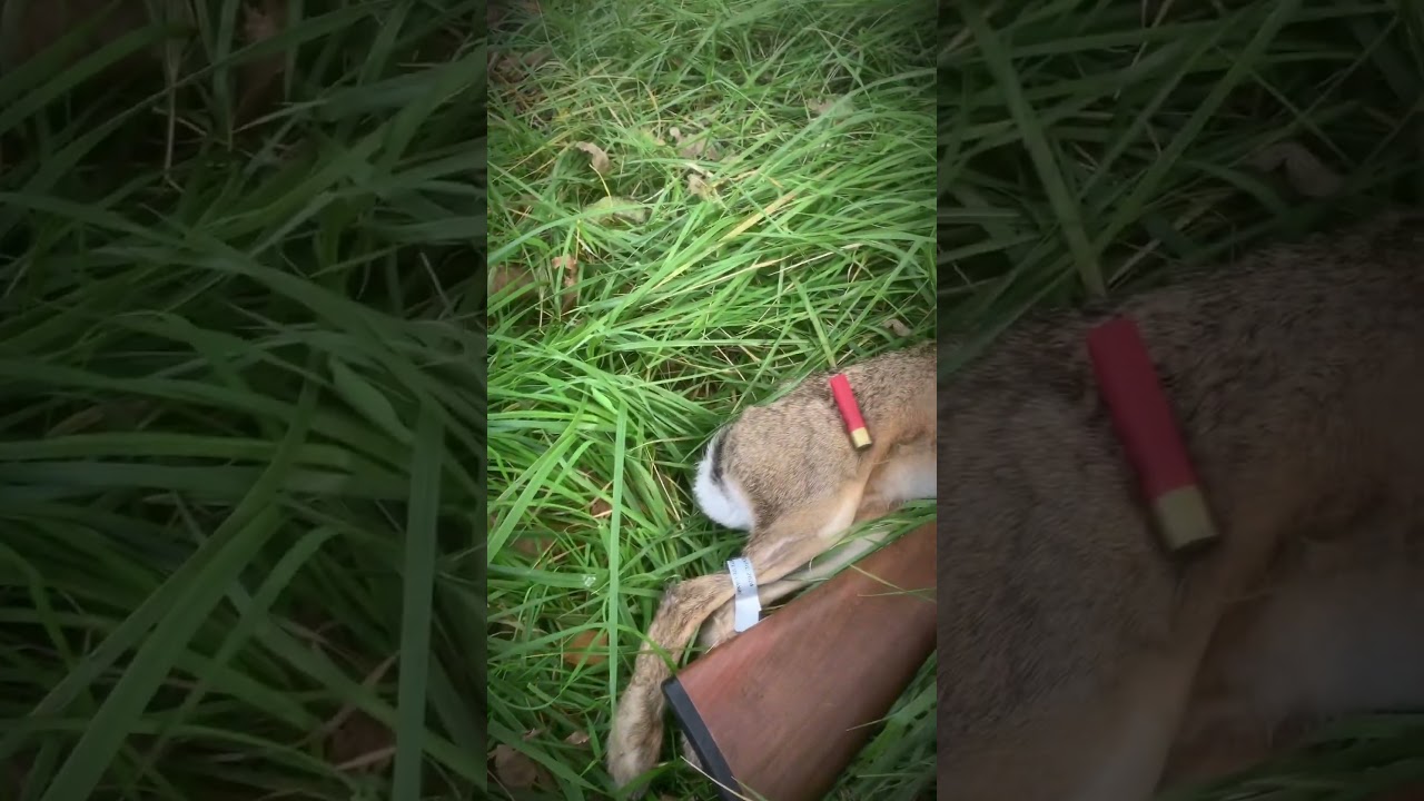 Chasse du Lièvre au Mont Saint-Michel 🐇 Découvrez la vidéo exclusive en avant-première!