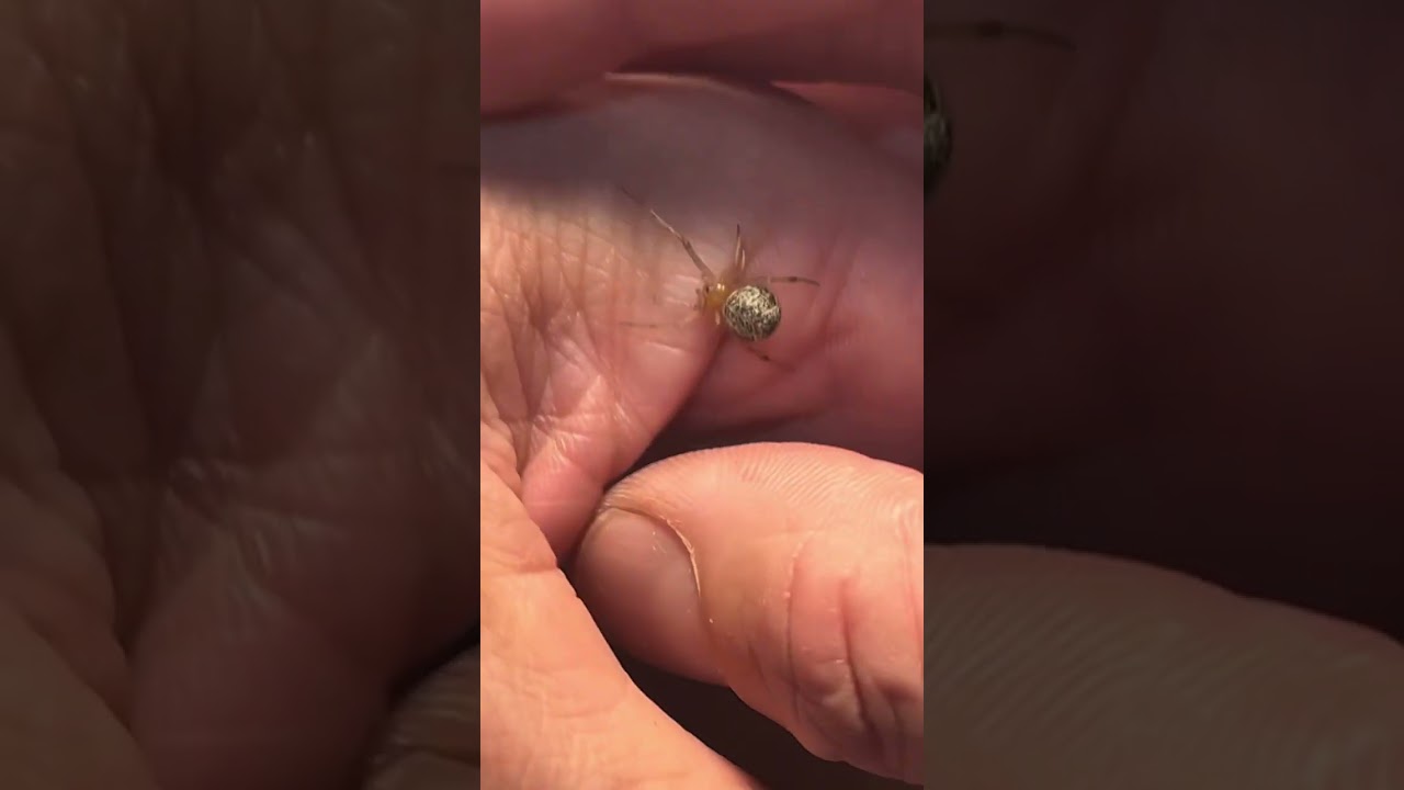 Première morsure de veuve noire #veuvenoire #araignee #arachnophobie #phobie #morsure #animaux