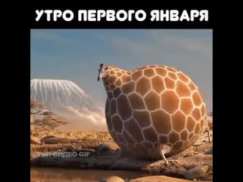 Утро 1 января)