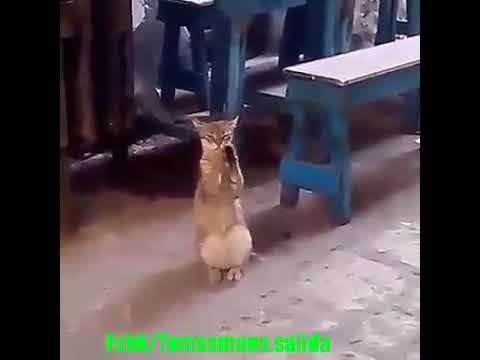 Fokaha 2017 by Tito Thriwi