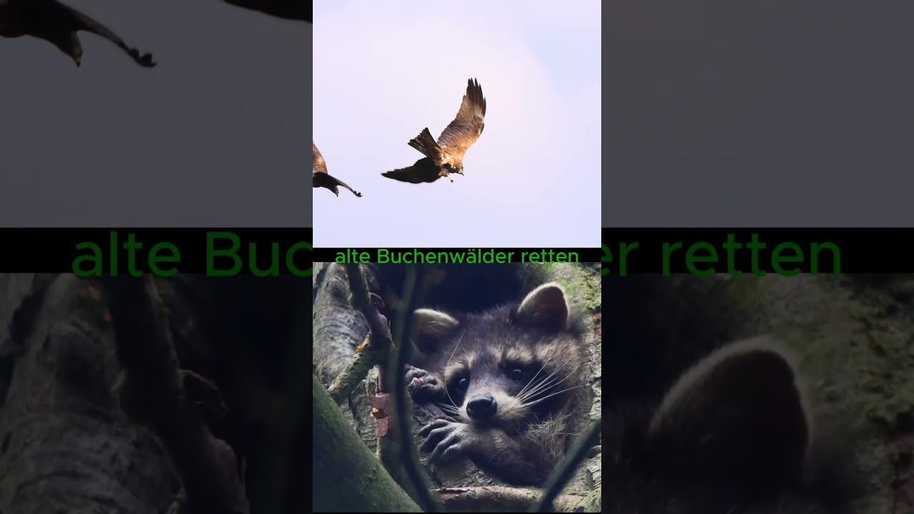 16 Tage bis zur BTW25: Grüne für Naturschutz 🌱