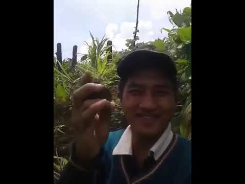 Lalsangliana: Youth Icon & Cute Personality π