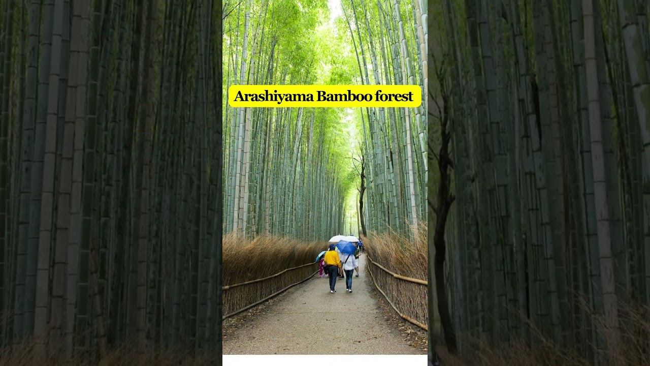 Kyoto Travel Guide: Top Activities & Itinerary 🌸