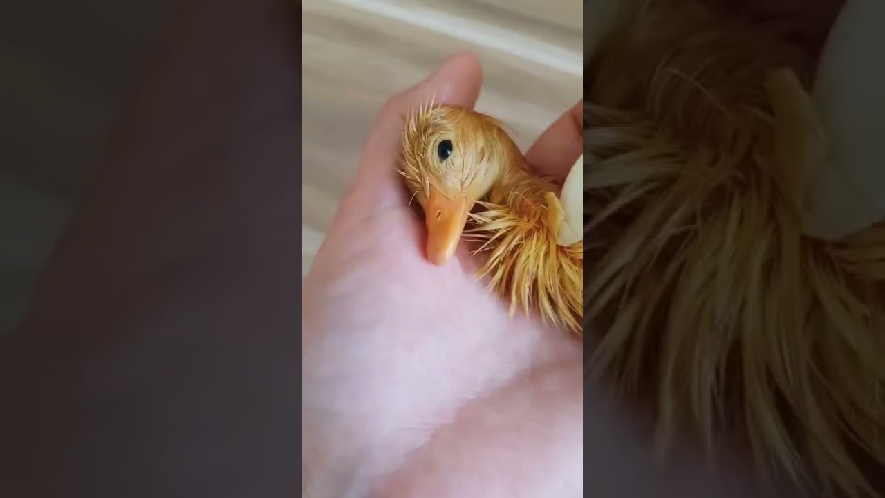 Baby Duck Hatching 🦆