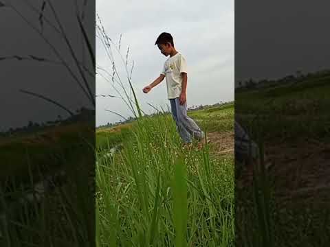 #daiyan #shortvideo #shorts #short