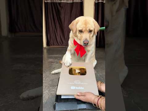 1 million celebration🫶 || labra rubi || #shorts #youtubeshorts #labrador #dogshorts #cute #1million