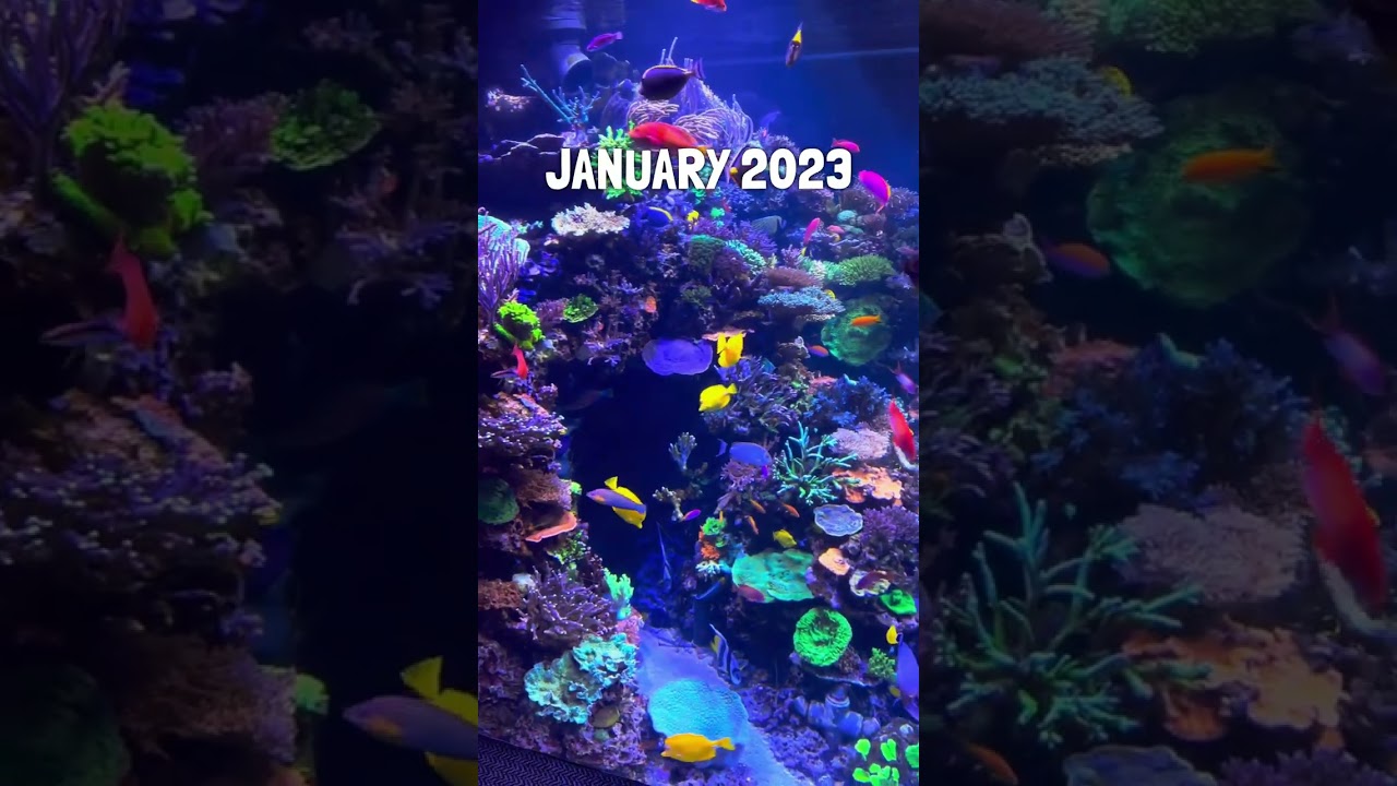 17,000 Gallon Reef Tank Transition 😲🤩 #Shorts
