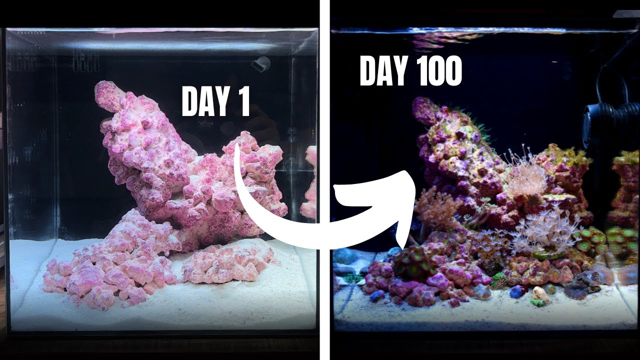 My First Reef Aquarium Journey: 100 Days of Growth & Challenges 🌊