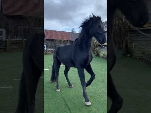 Fame’s Ballet of Strength And Grace ✨🩰 #horse #equestrian #ballet #dance