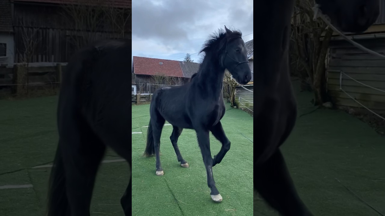 Fame’s Elegant Ballet of Power and Grace 🩰