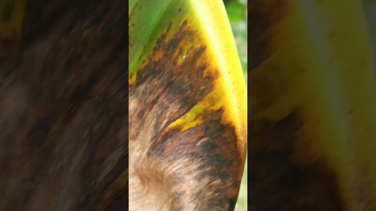 Bocil Main di Hutan π³