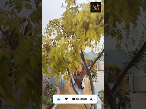 рдЕрдЧрд░ рдЖрдкрдХреЗ рдХрдбрд╝реА рдкрддреНрддреЗ рдХреА рдкрддреНрддрд┐рдпрд╛рдВ рдкреАрд▓реА рдкрдбрд╝ рд░рд╣реА рд╣реИрдВ рддреЛ рдпреЗ рдХрд╛рдо рддреБрд░рдВрдд рдХрд░реЗрдВ #curry#leaves#gardening #short