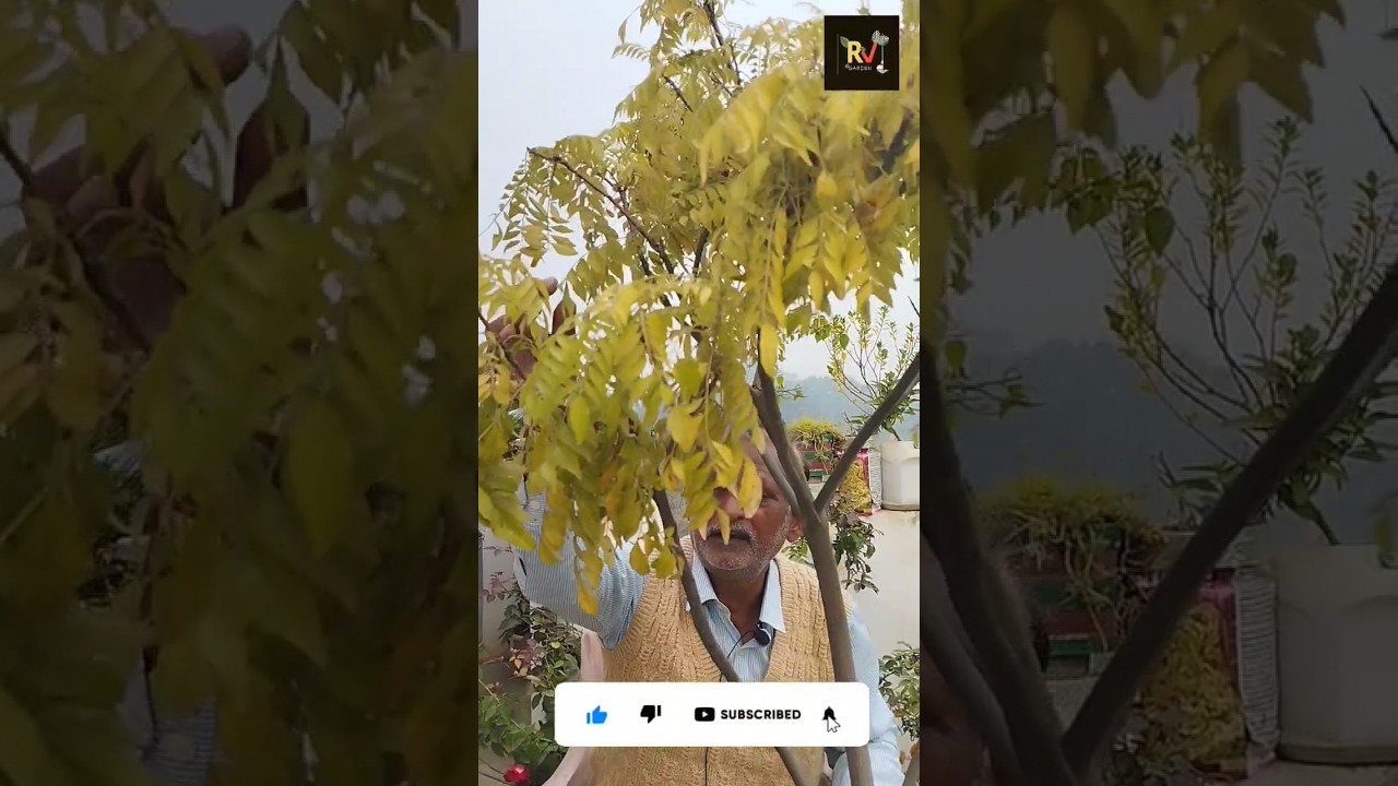 कड़ी पत्ते की पीली पत्तियों का तुरंत समाधान 🪴