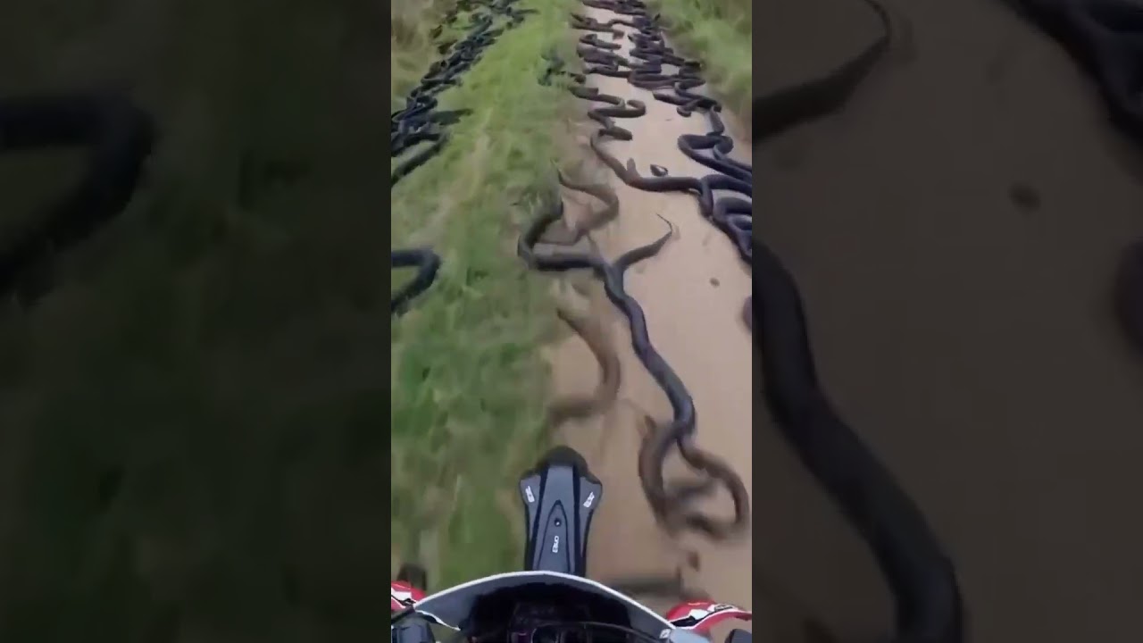 Queimada Grande: An Island of Snakes 🐍
