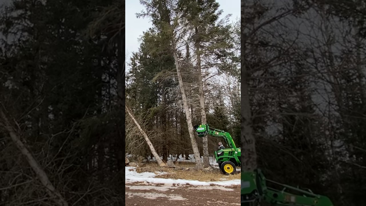 Felling Trees with John Deere 3025e 🌲