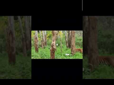 Kabini: Hunt & Save Nature 🌿