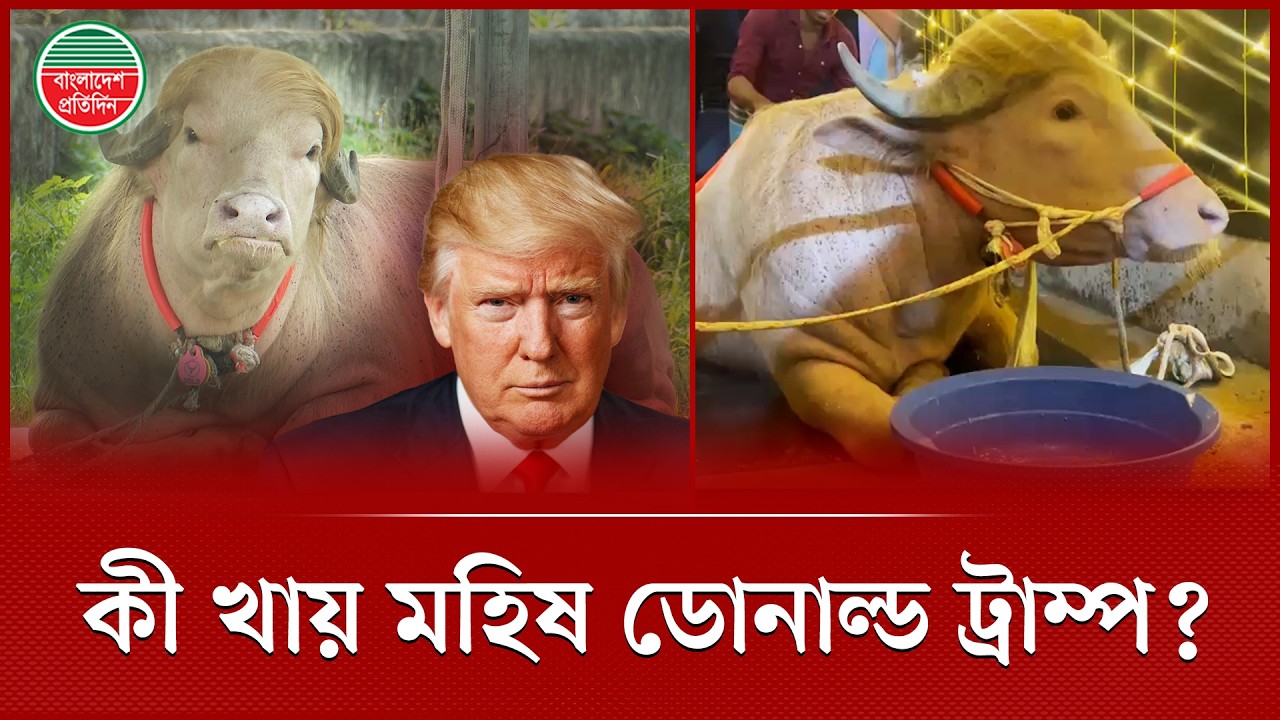 মহিষ ট্রাম্পের প্রতিদিনের খাবারের খরচ কত? | Donald Trump | Buffalo | Bangladesh Pratidin
