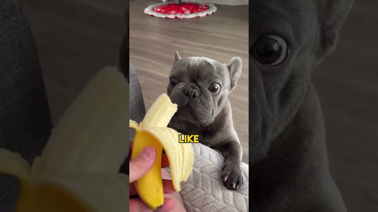 Frenchie Vibes: The Popular Small Bulldog 🐶