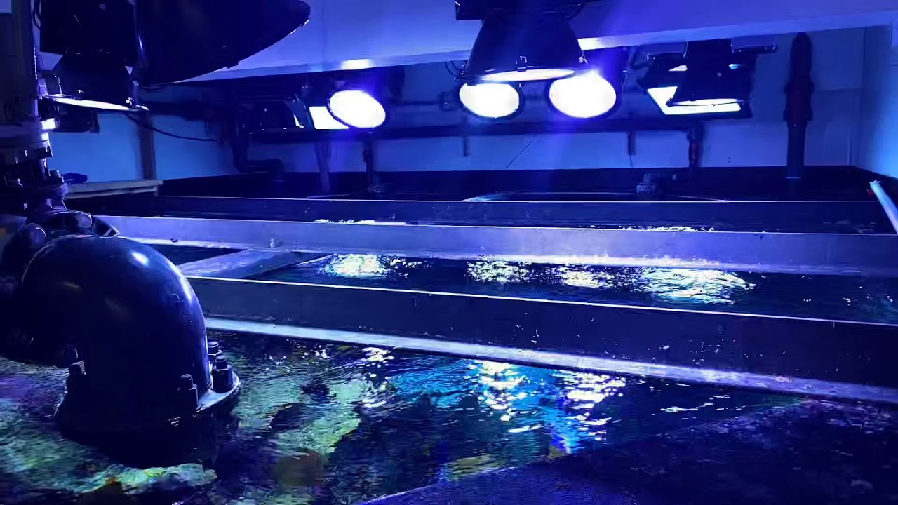 Coral Display Lighting Showcase 🌊