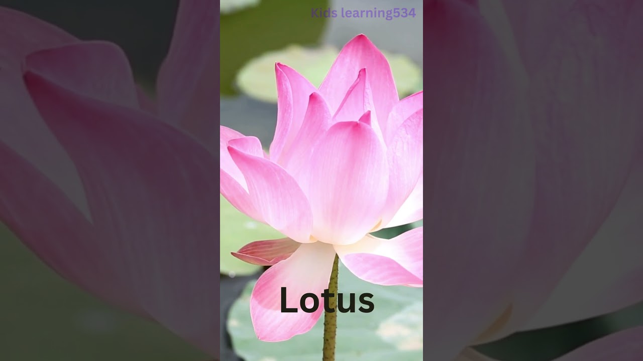 Types of Aquatic Plants & Examples 🌿