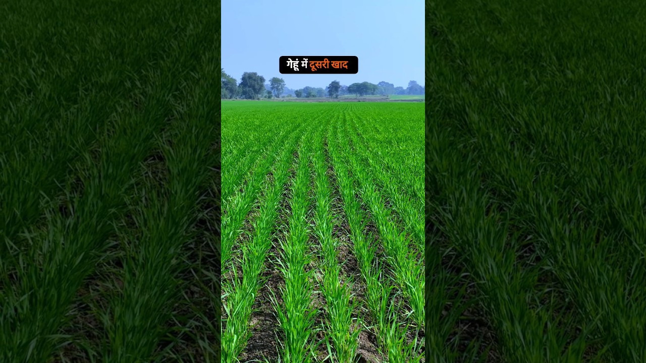 गेहूं के लिए दूसरी खाद🌾 | Best Fertilizers