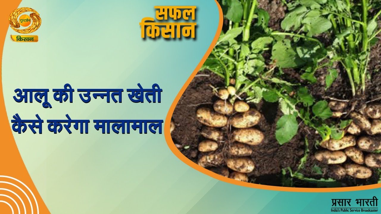 Safal Kisan | सफल किसान- आलू की उन्नत खेती कैसे करेगा मालामाल | DD Kisan | July 15, 2024