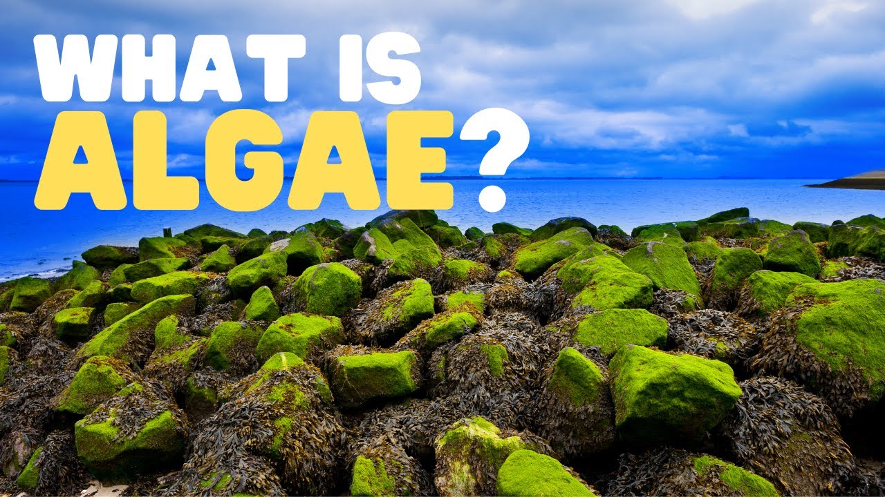 What Is Algae? Types & Uses for Kids 🌱