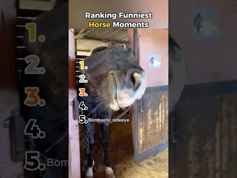 Funniest Horse Moments 🐴🤣