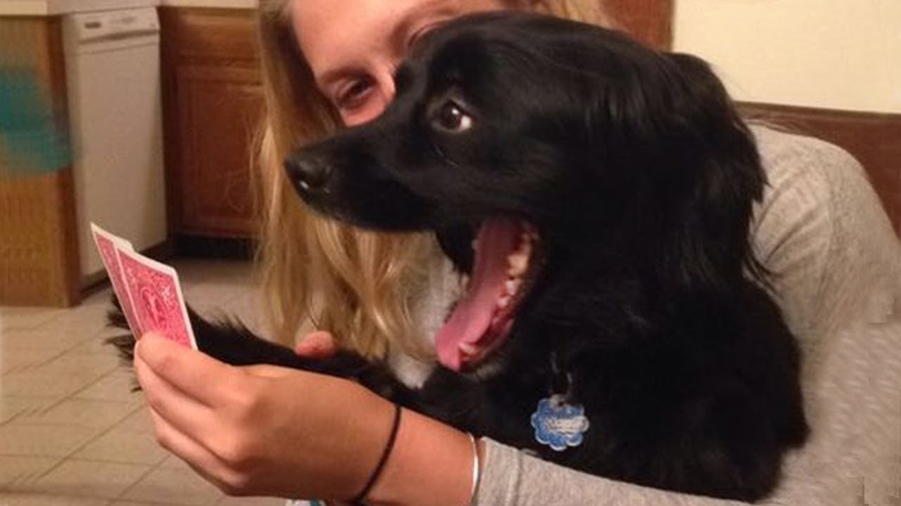 New FUNNY DOGS That Will Make You Die Laughing 🤣 Funny Animals Video 2025