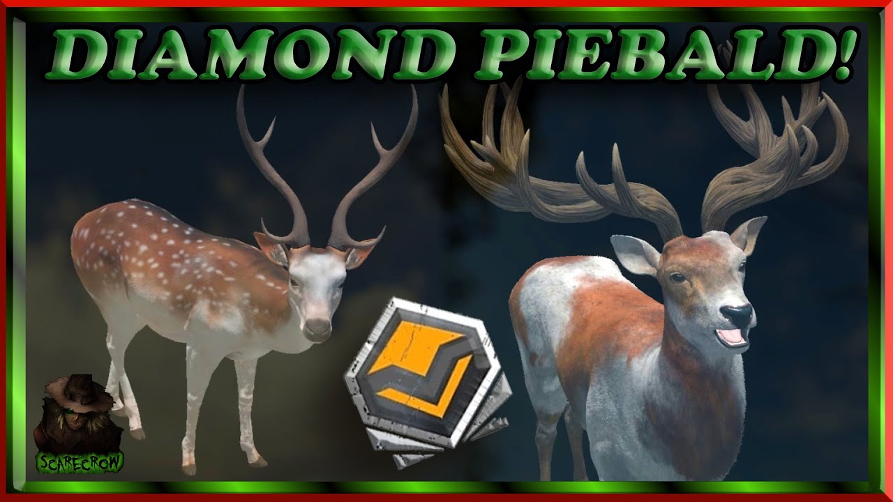 A MONSTER PIEBALD AXIS DEER NEXT TO A DIAMOND RED DEER + A TruRACS Piebald Red Deer Call Of The Wild