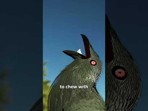 Why Birds Swallow Rocks After Eating 🤔