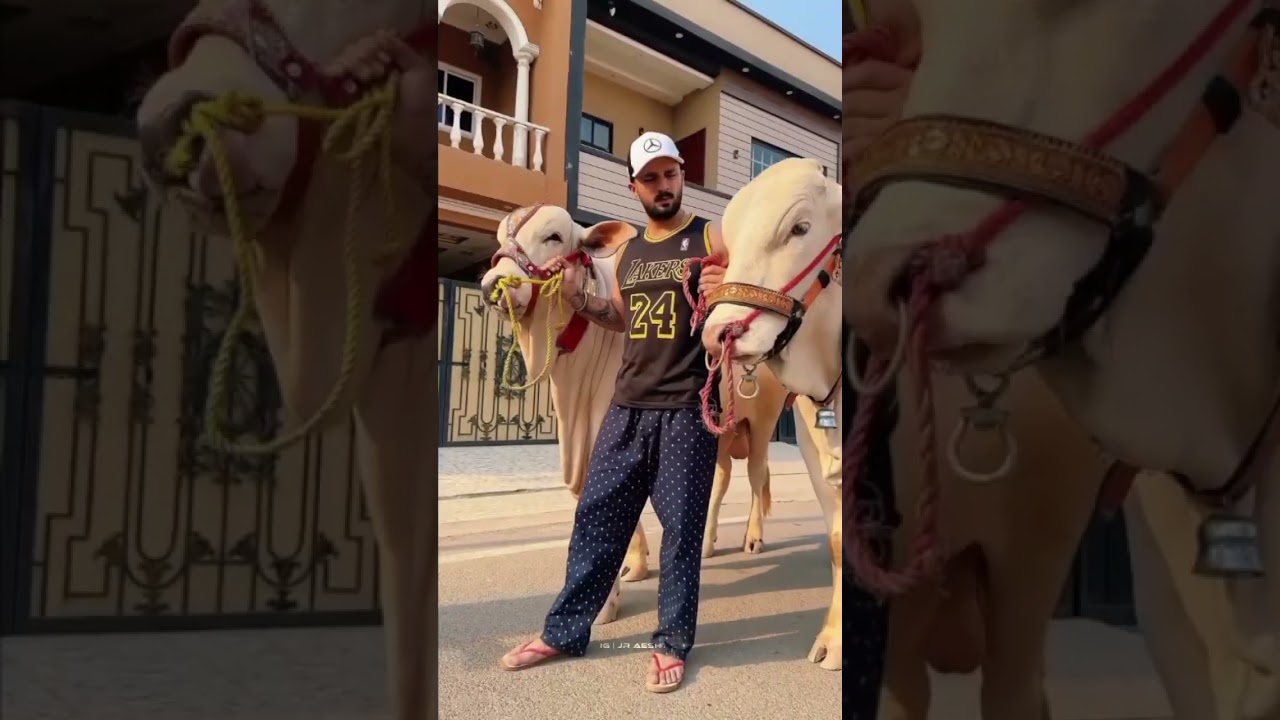 Rajab Family Cow and Goat #rajabfamily #rajabfamily #love
