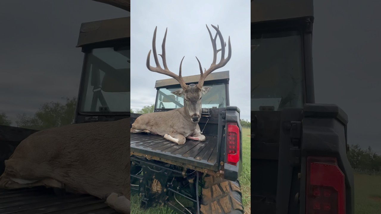 Impressive 8-Point Buck in South Texas 🦌