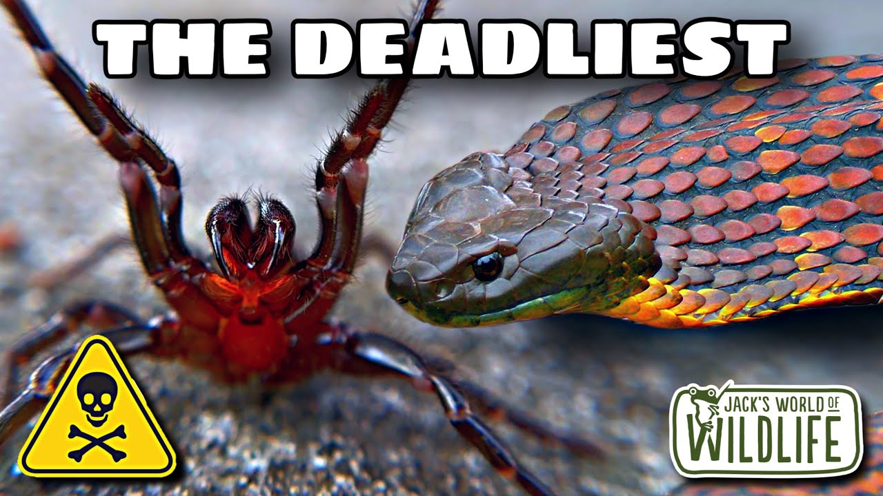 Deadliest Animals in Australia 🦘