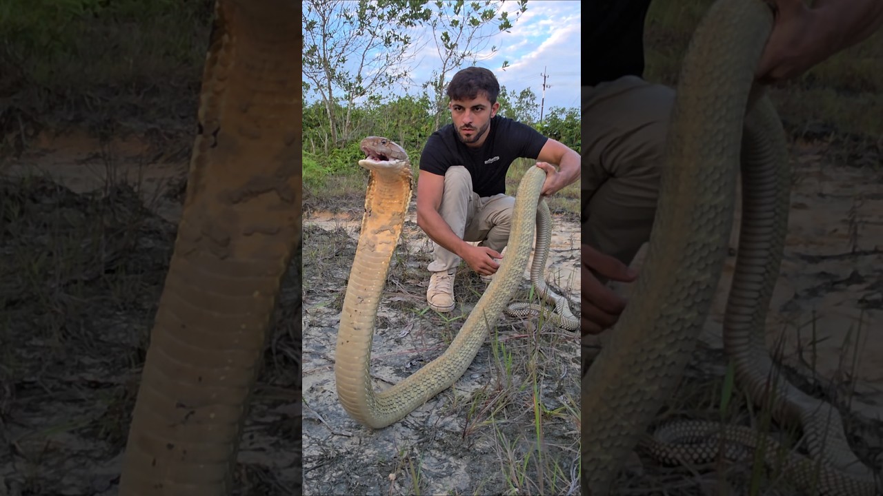 Como manipular King Cobra !? 🐍
