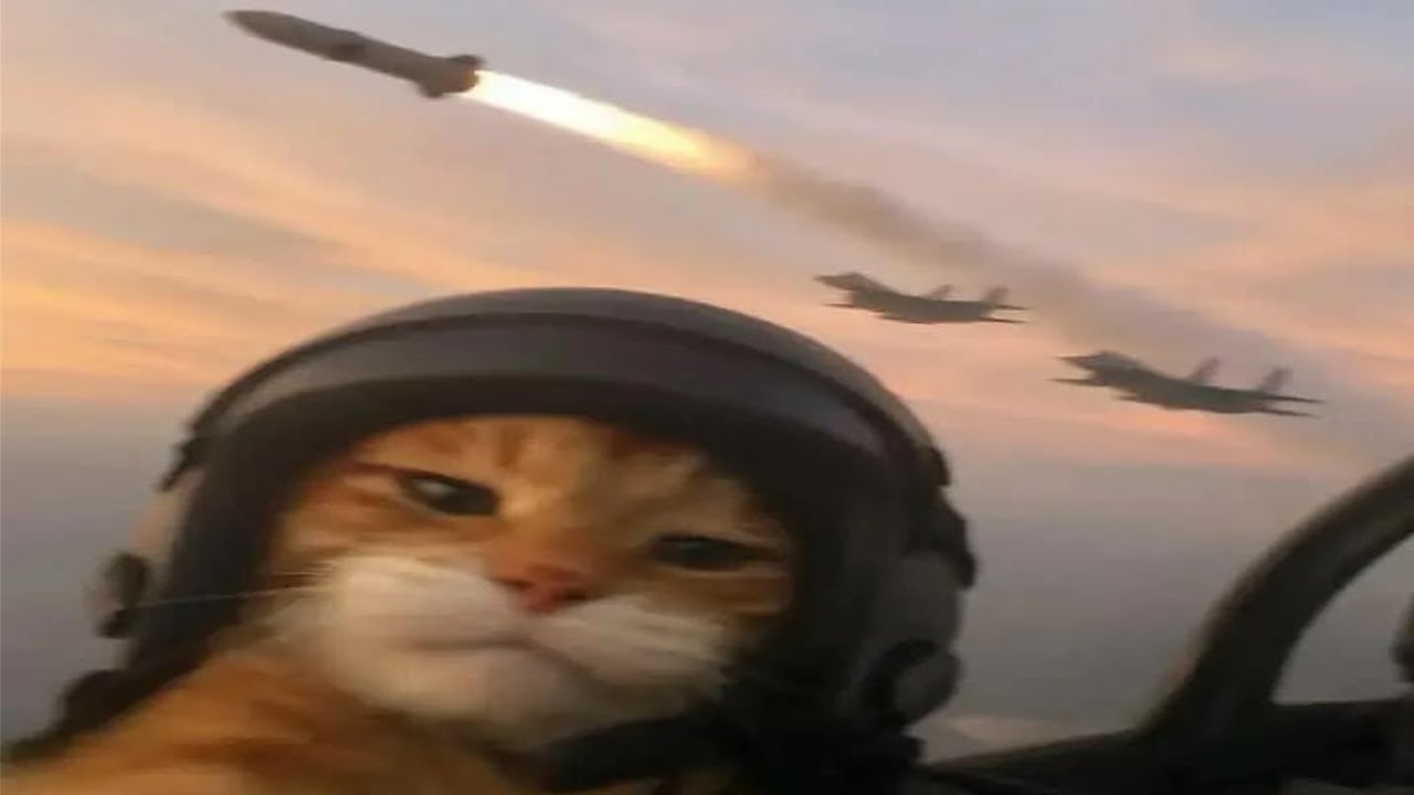 Top 5 Animal