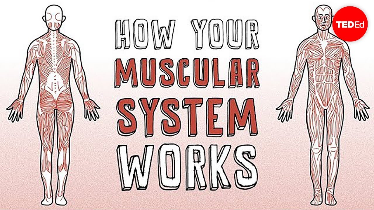 How Your Muscular System Works 💪