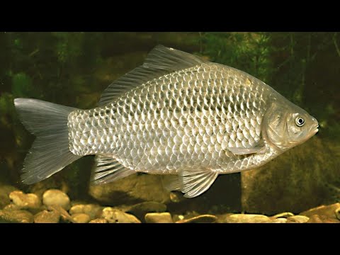 Карась: Жизнь и ловля пресноводных рыб 🐟