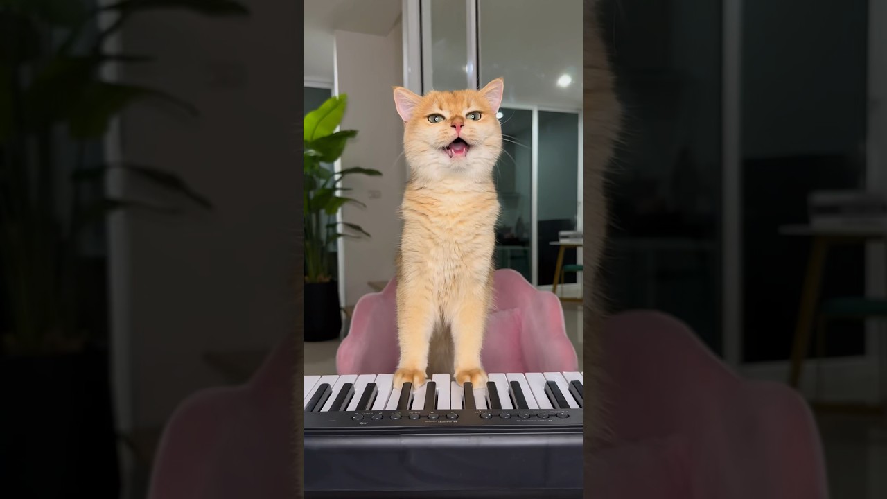 Nika ate all my fish🥲 #cat #cats