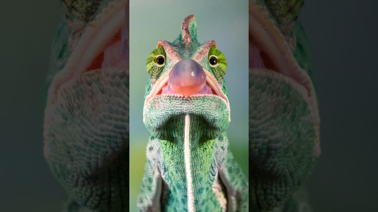 Chameleons' Tongues Will Amaze You! 🦎
