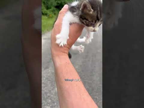 🗣️ فخ بني قطوس 😂 | #دبلجة_مضحكة #اكسبلور #السعودية #دوبلاج #shorts #my_kingo