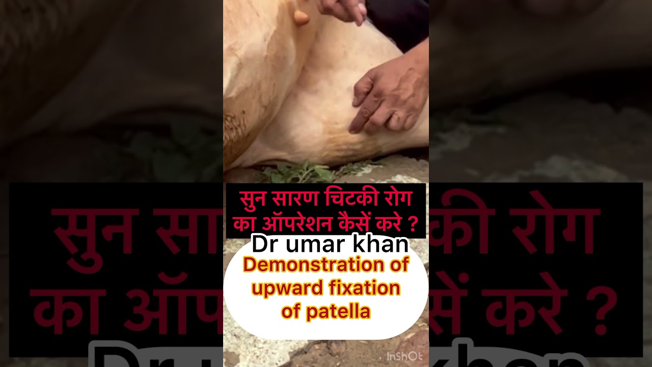 MPD L Upward Patella Fixation in Cow 🐄 - Dr. Umar Khan