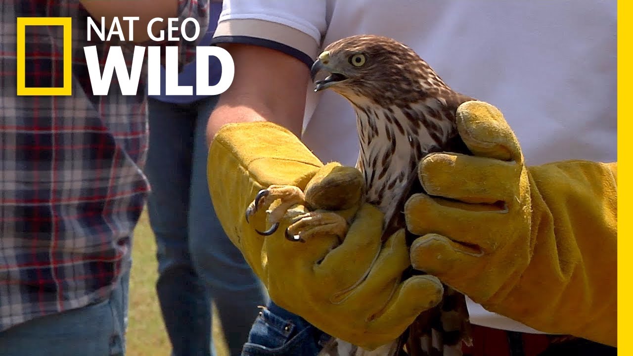 Hawk Escapes Hurricane Harvey by Car, Then Is Set Free | Nat Geo Wild